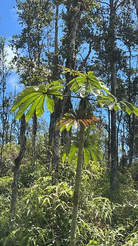 Trumpet Tree