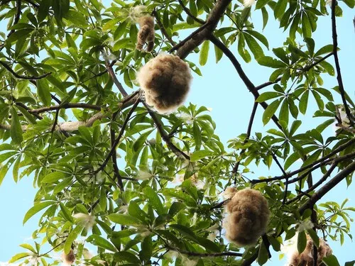 Kapoktree