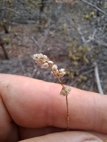 Woolflower