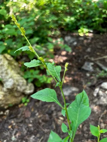 Albahaca