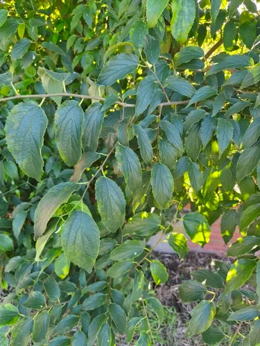 European Hackberry — photo by Joan Ventura