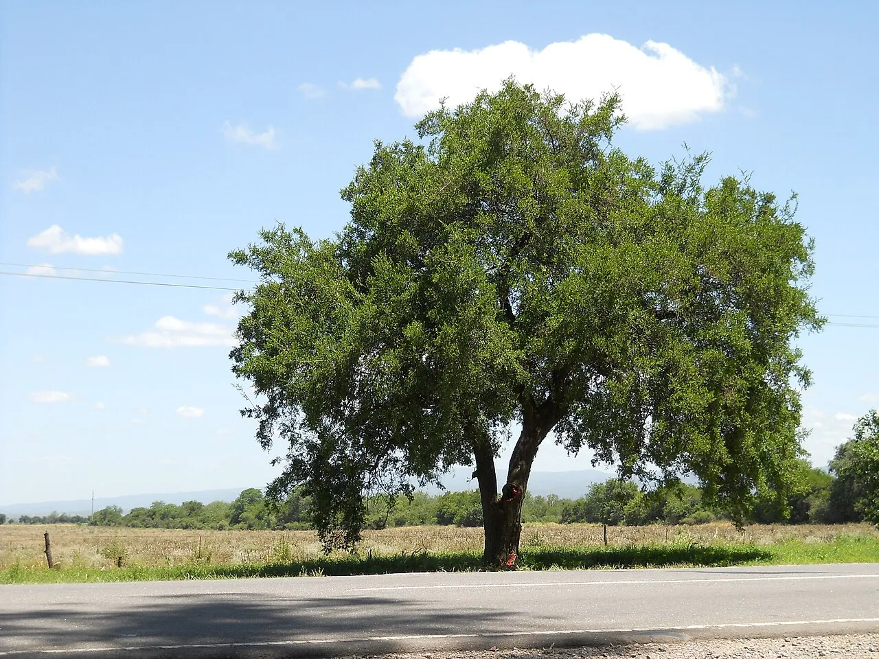 Spiny Hackberry