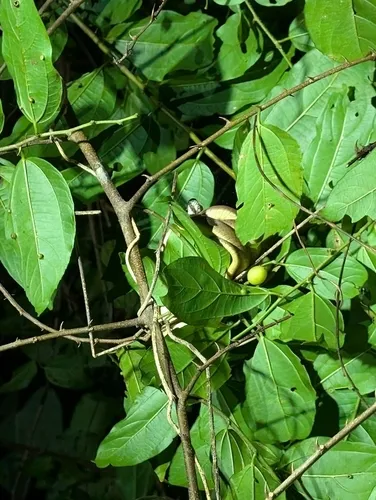 Iguana Hackberry