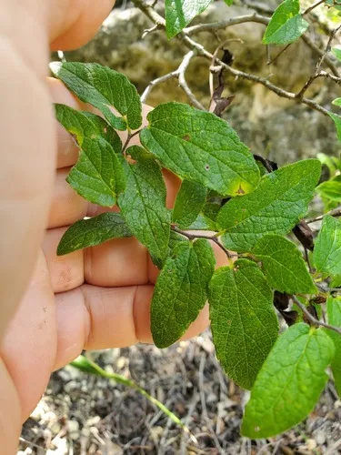 Lindheimer's Hackberry
