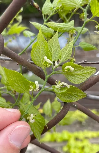 Common Hackberry