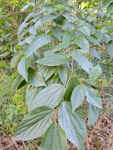 Chinese Hackberry — photo by gandalfbiginaturals