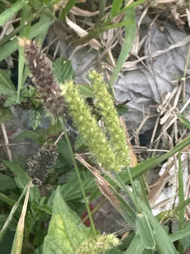 Slimbristle Sandbur