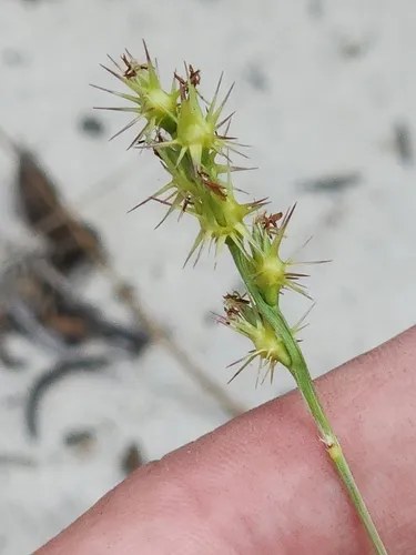 Slender Sandbur
