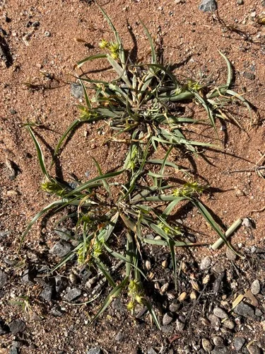 Mat Sandbur