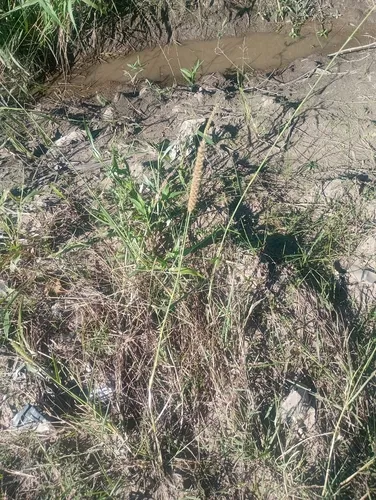 Big Sandbur