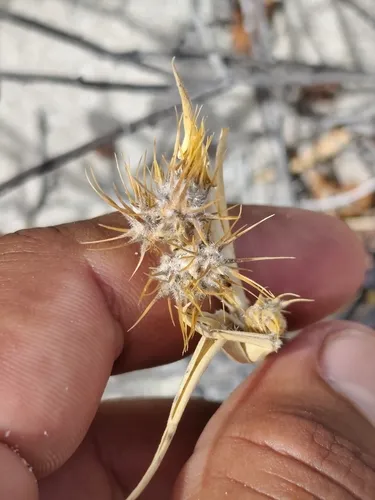 Giant Sandbur — photo by Augusto Olmos Mercado