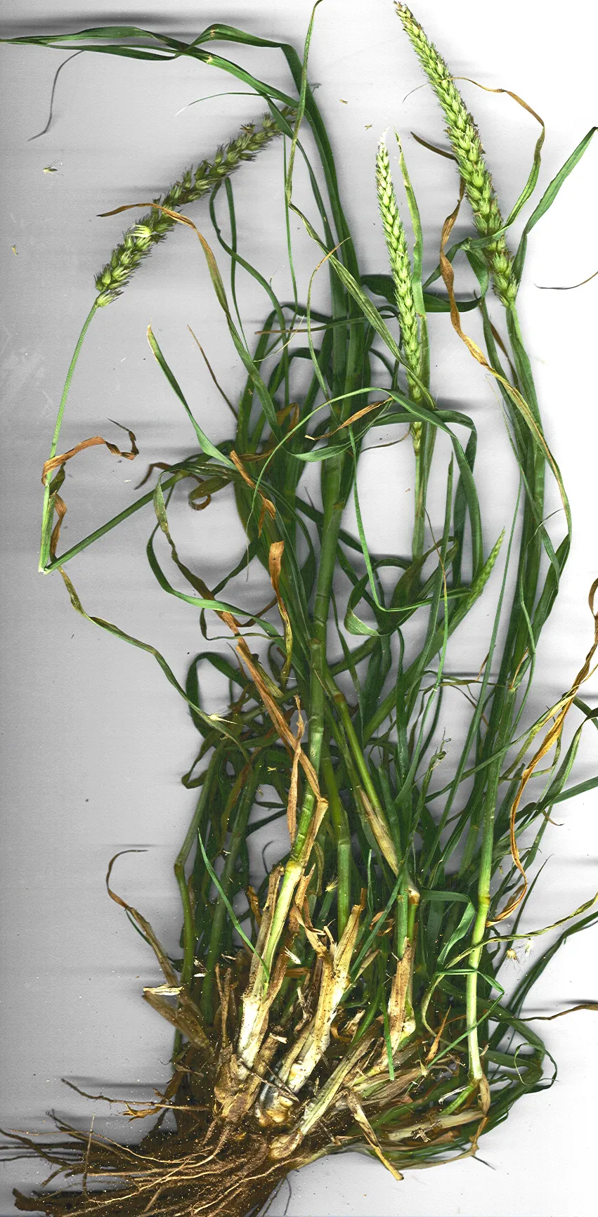 Birdwood Grass — photo by Forest & Kim Starr