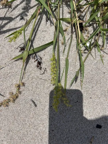 Sanddune Sandbur
