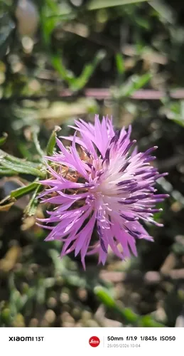 Rough Star-thistle — photo by Lucie Pascarel