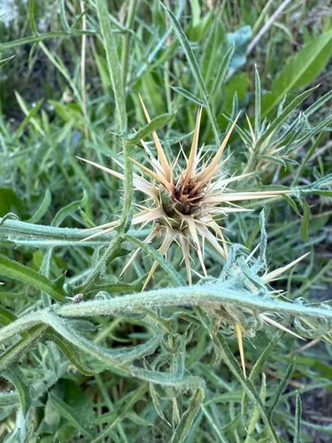 Red Star-thistle — photo by Cenaida