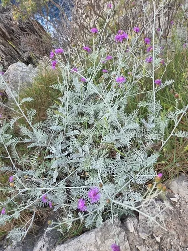Dusty Miller