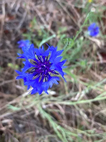 Garden Cornflower — photo by Adam J. Searcy