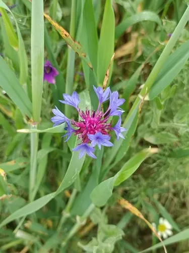 Iranian Knapweed — photo by Koray Öğreten