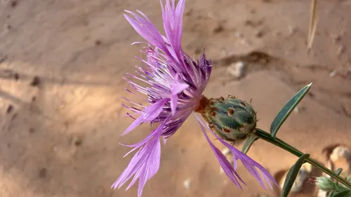 North African Knapweed — photo by Dijana Dubrović