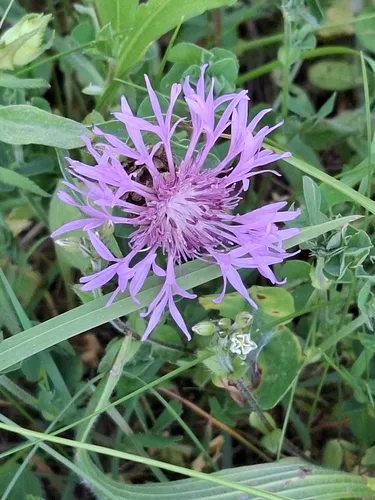 Brownray Knapweed