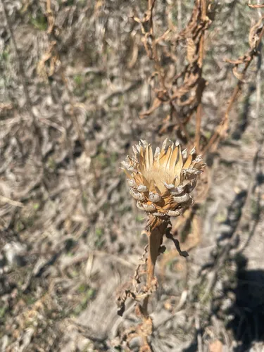 Bighead Knapweed