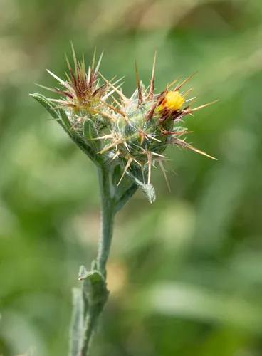 Maltese Star-thistle — photo by Michael Knox
