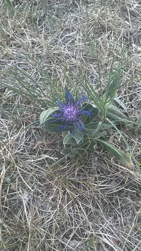 Perennial Cornflower — photo by ymayen