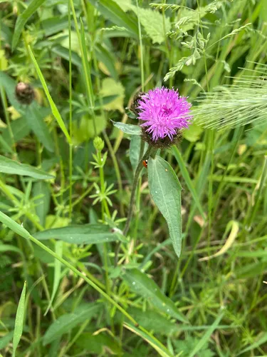 Lesser Knapweed — photo by Eilidh Thompson