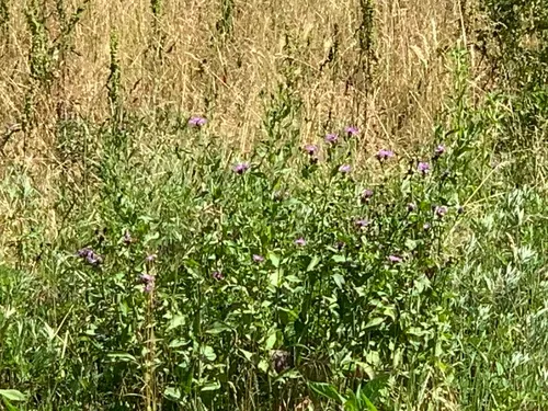 Tyrol Knapweed — photo by Carlo Chiari