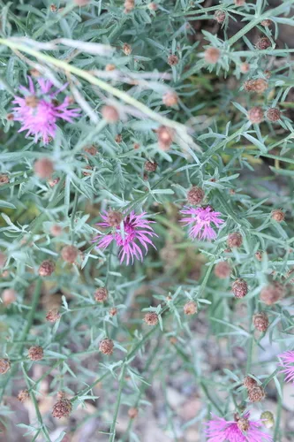 Jersey Knapweed — photo by Plana Baptiste
