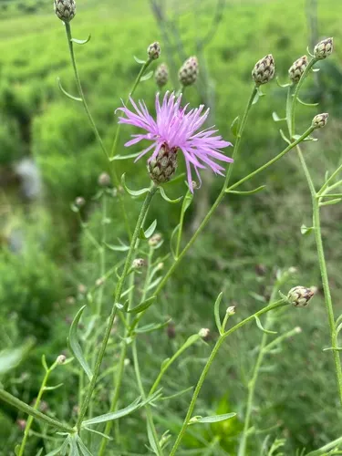 Spotted Knapweed (subsp. micranthos) — photo by MP