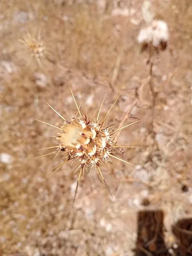 Sulphur Knapweed — photo by Susanne Vogel