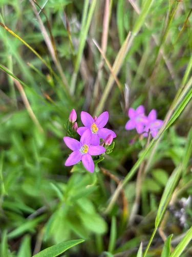 European Centaury — photo by Ava Olson