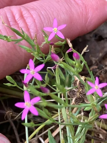 Branched Centaury — photo by monkeyjodey