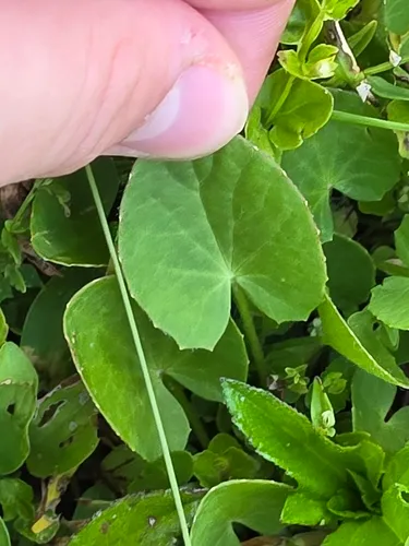 Erect Centella
