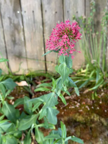Red Valerian — photo by Billy Hartness