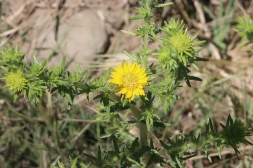Common Tarweed