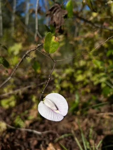 Pineland Butterfly Pea