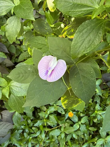 Soft Butterfly Pea — photo by scottjmorrissey