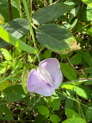 Flor De Conchitas