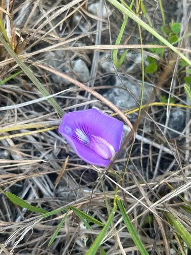 Spurred Butterfly Pea