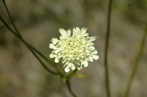 Tatarian Cephalaria