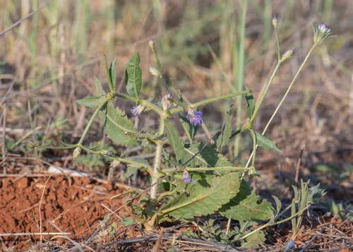 Syrian Cephalaria