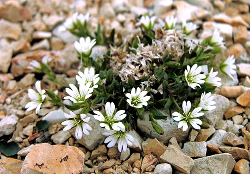 Aleutian Chickweed
