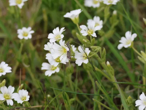 Field Chickweed — photo by djholland2022