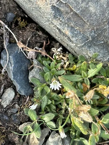 Bering Chickweed