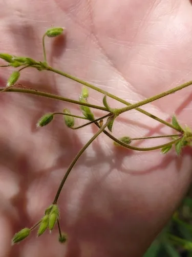 Gray Chickweed — photo by Zdenek Kaplan