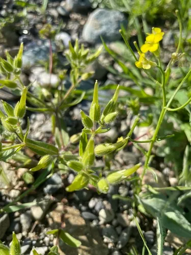 Forked Chickweed — photo by Arya Aras