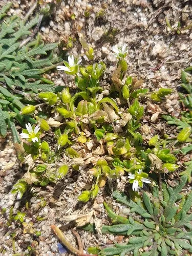 Fourstamen Chickweed — photo by Flavien Saboureau