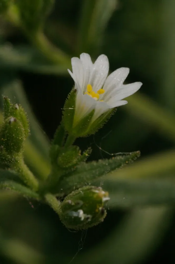 Doubtful Chickweed — photo by Jiří Šumbera